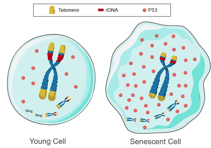 TRCS Model comparing a young cell and a senescent cell, illustrating changes in telomeres, ribosomal DNA, and p53.